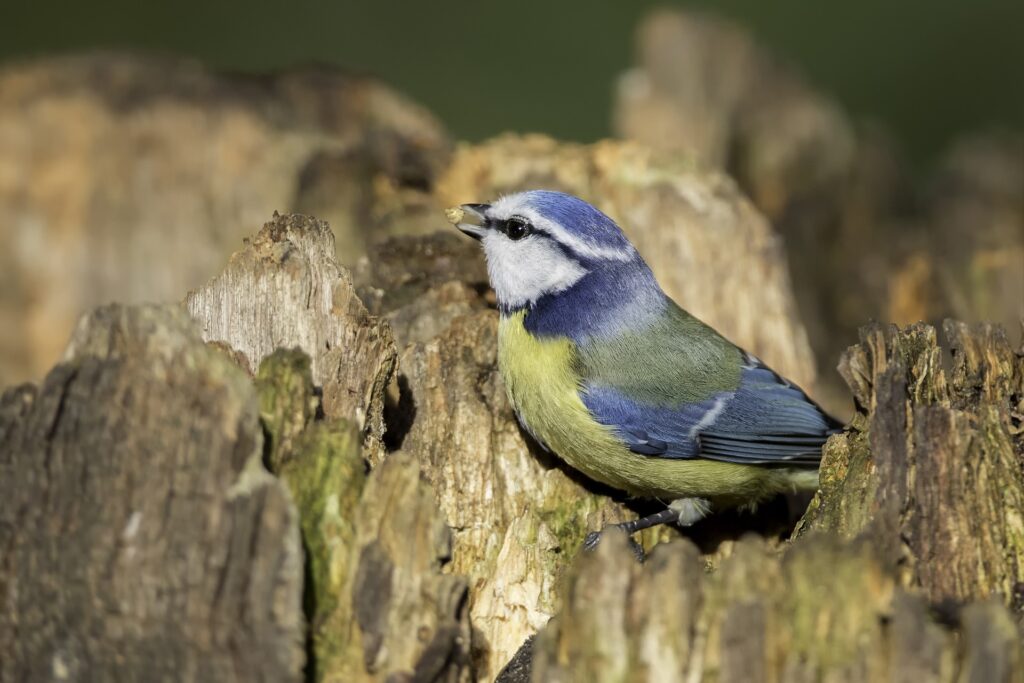 Vogelcursus bij hertenkamp Enkhuizen in Hoorn