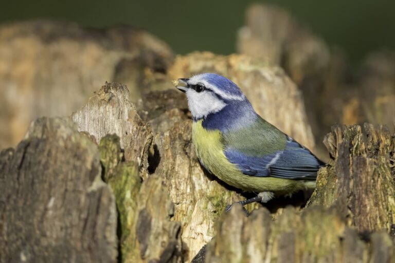 Vogelcursus bij hertenkamp Enkhuizen — natuur in Hoorn